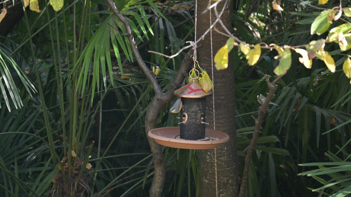 Повзик звичайний - ML645166145