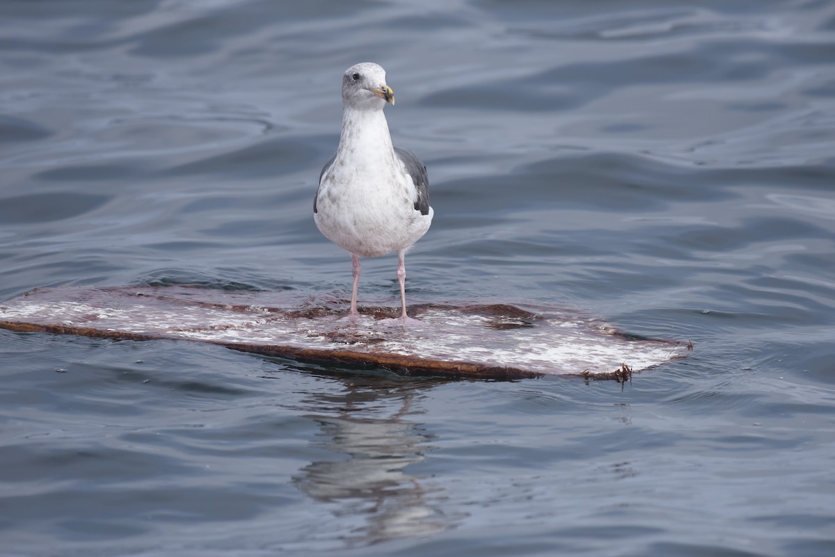 Western Gull - ML645166148