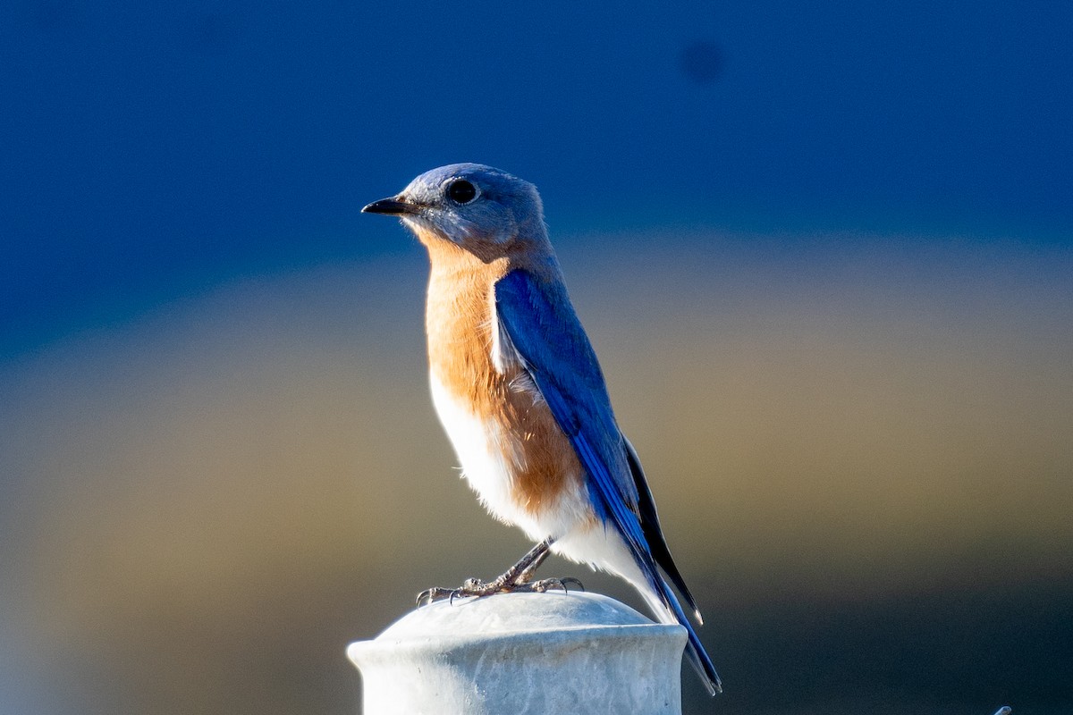 Eastern Bluebird - ML645166153