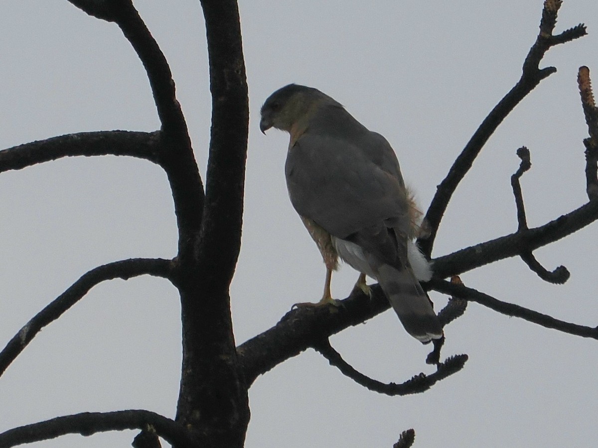 Cooper's Hawk - ML645166155