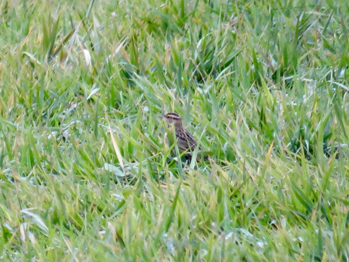 Eastern Meadowlark - ML645166157