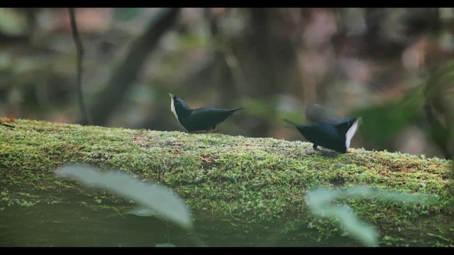 White-throated Manakin - ML645166173