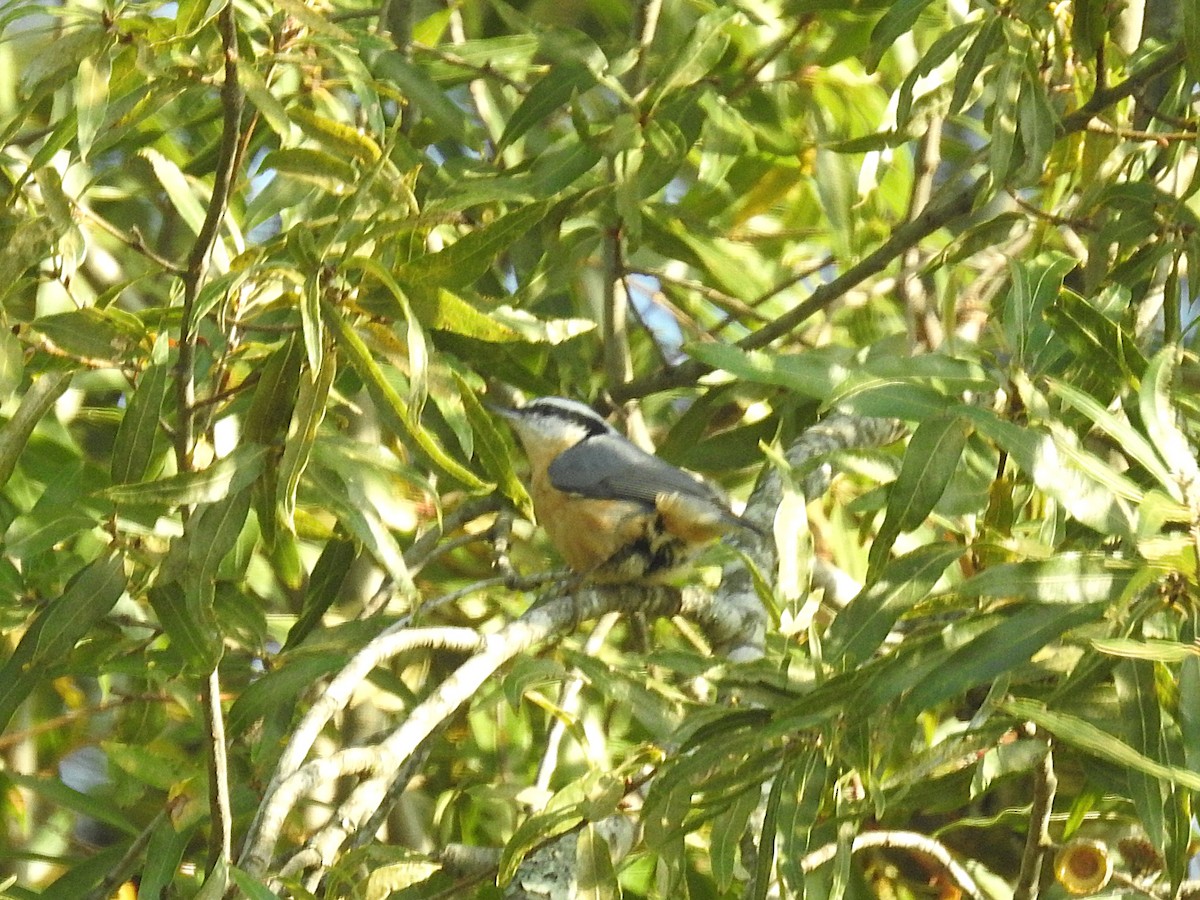 Red-breasted Nuthatch - ML645166181