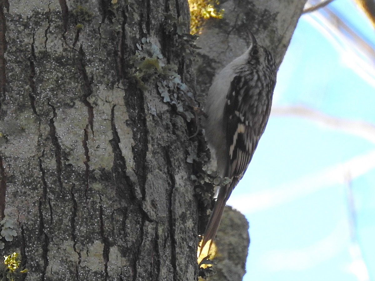 Brown Creeper - ML645166192