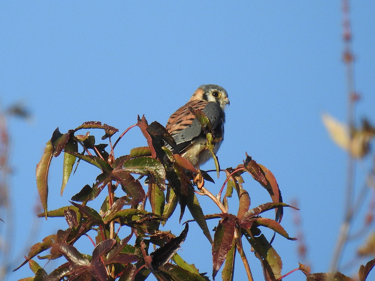 American Kestrel - ML645166195