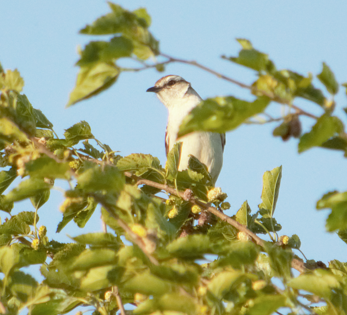 langbrynspottefugl - ML645166196