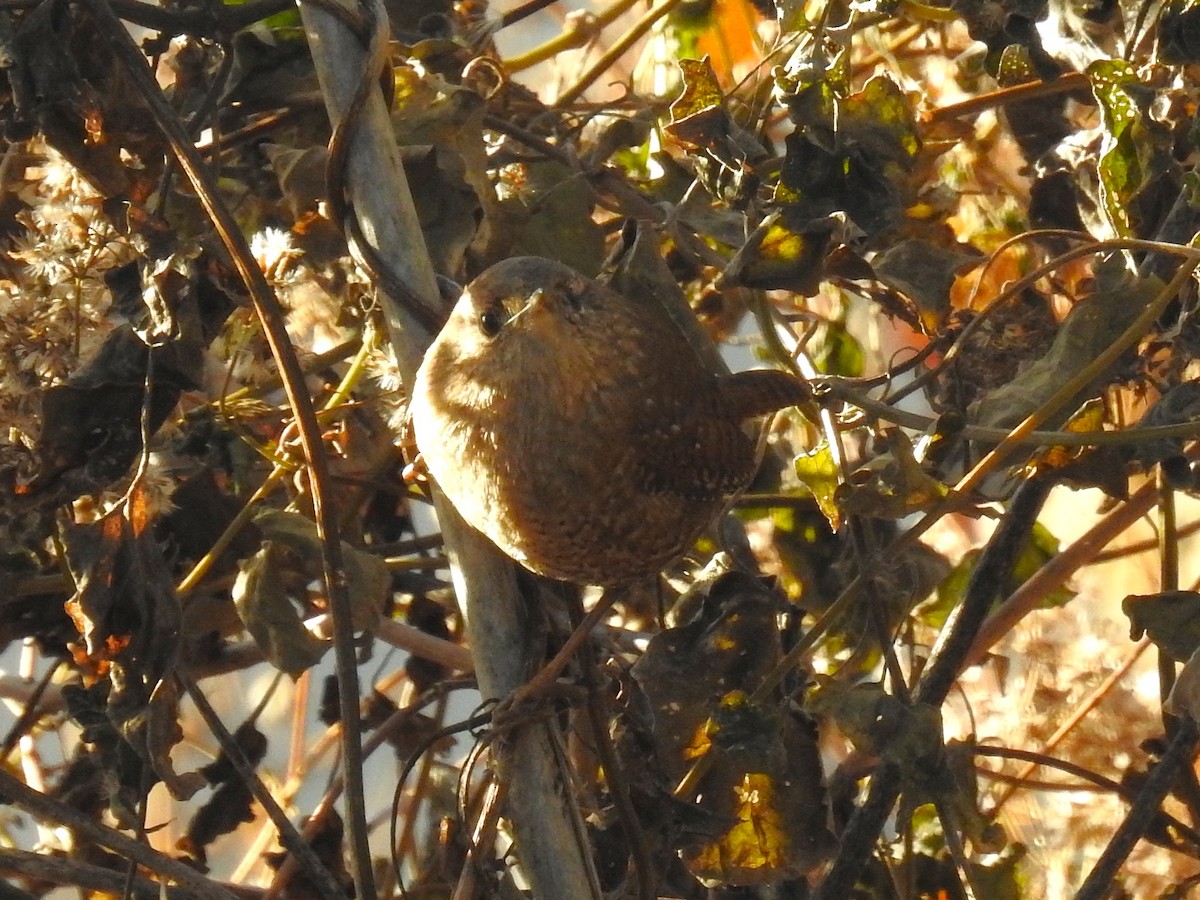 Winter Wren - ML645166198