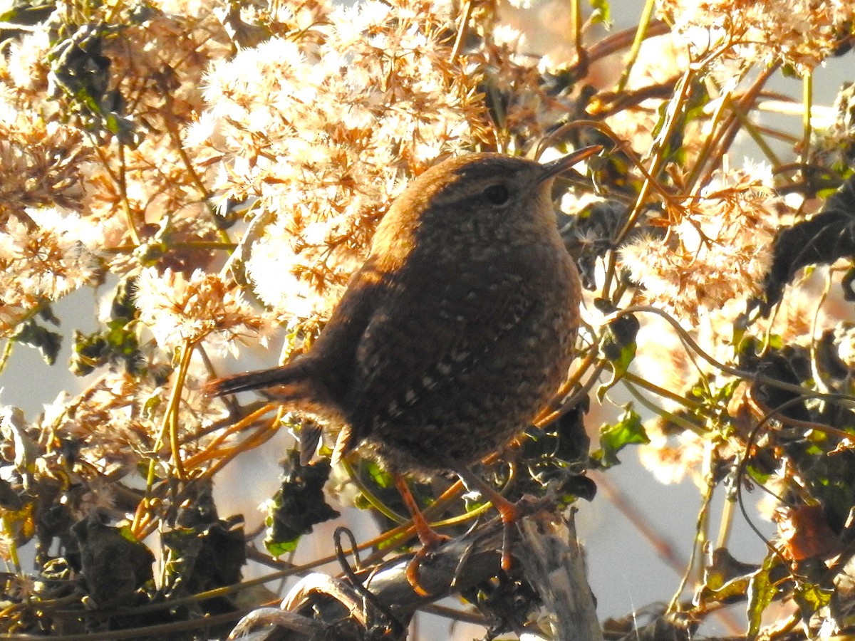 Winter Wren - ML645166199