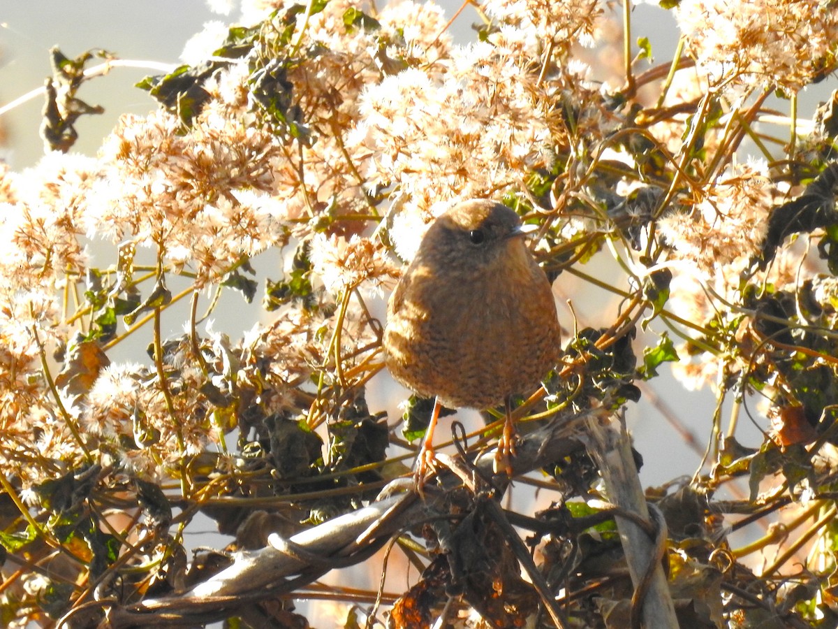 Winter Wren - ML645166200