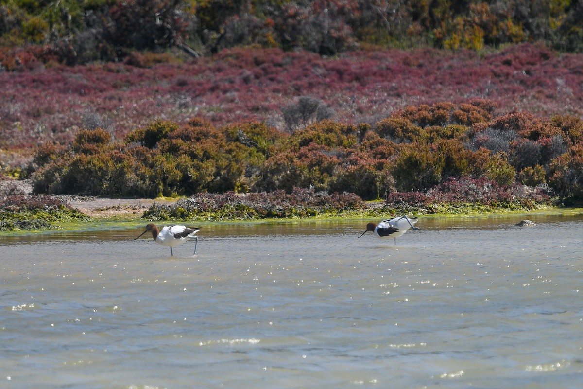 brunhodeavosett - ML645166202