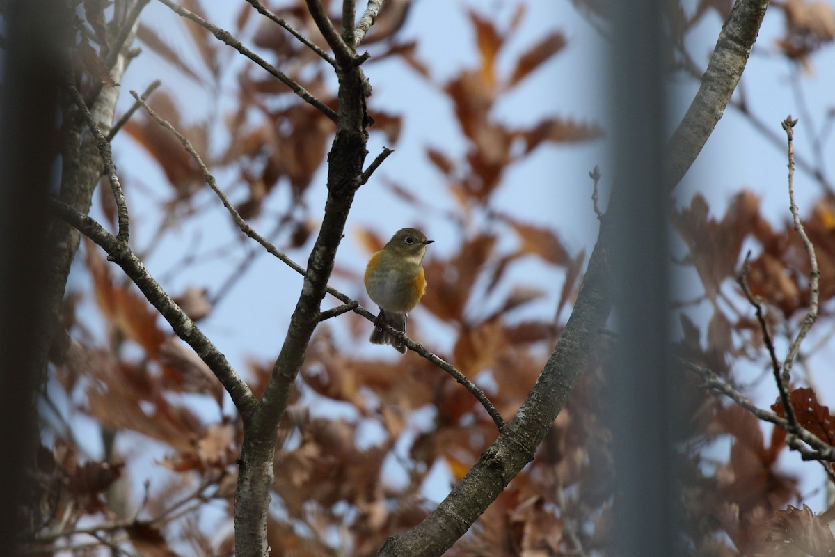 blåstjert - ML645166204