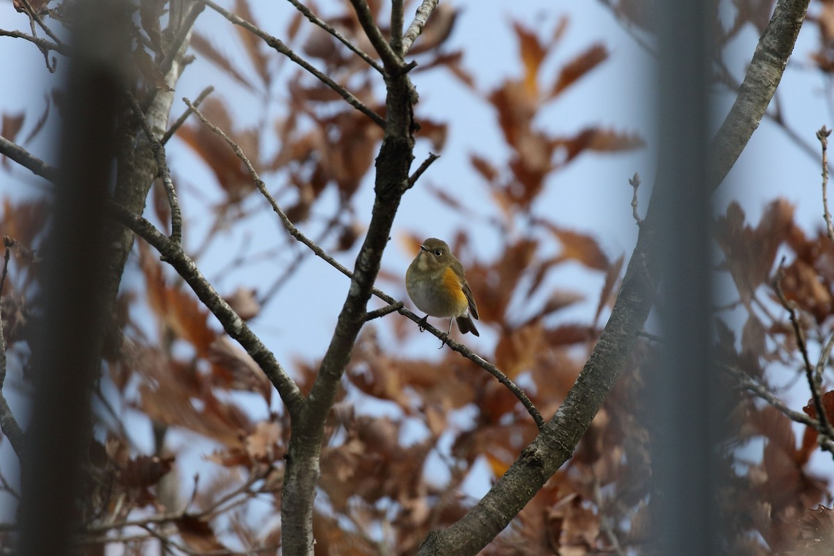 blåstjert - ML645166205