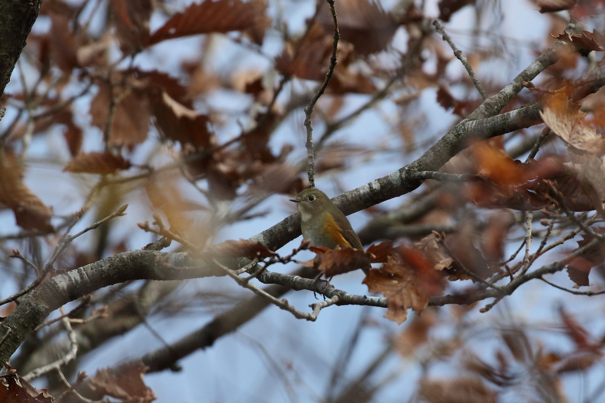 blåstjert - ML645166206