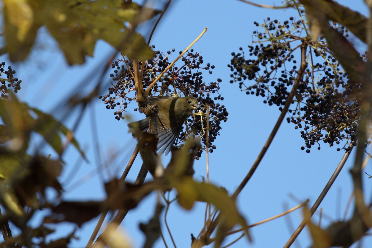 blåstjert - ML645166207