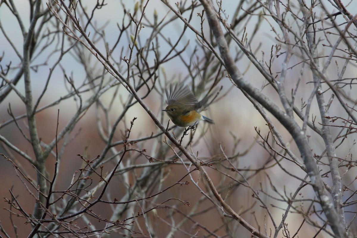 blåstjert - ML645166208