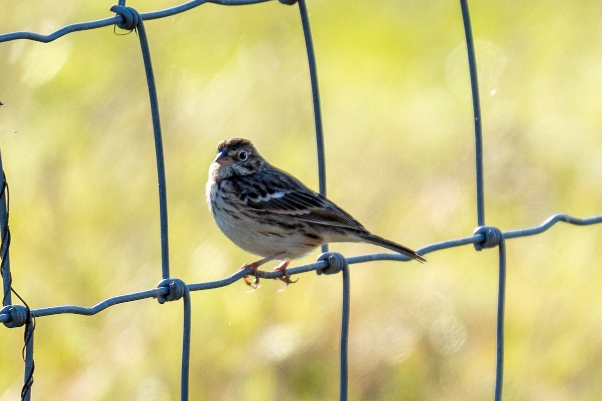 Vesper Sparrow - ML645166216