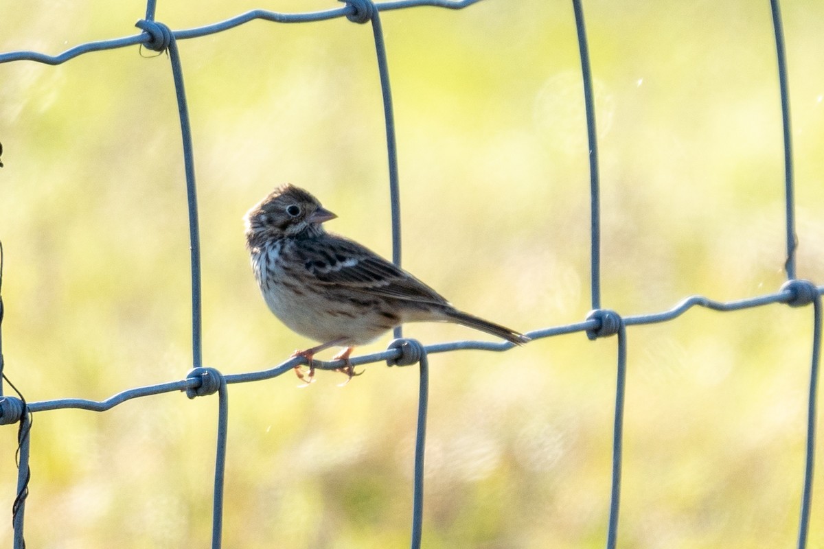 Vesper Sparrow - ML645166218