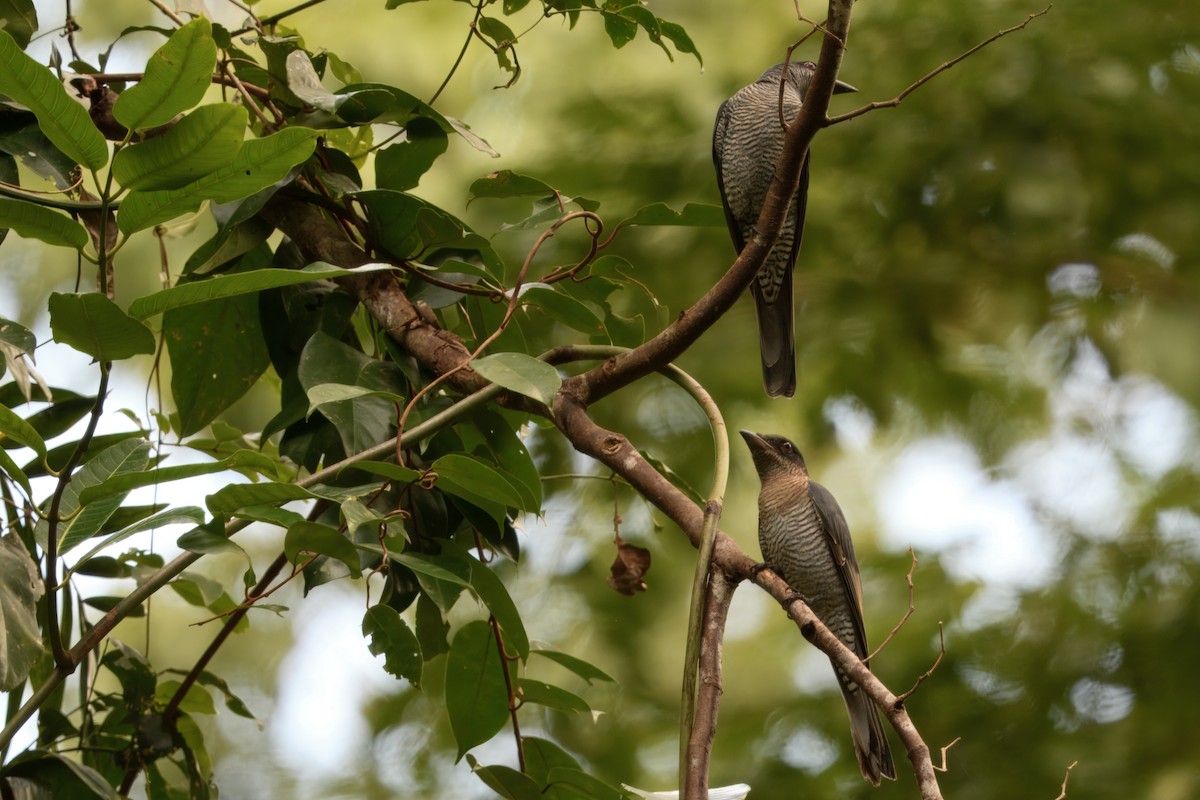 Andaman Cuckooshrike - ML645166233