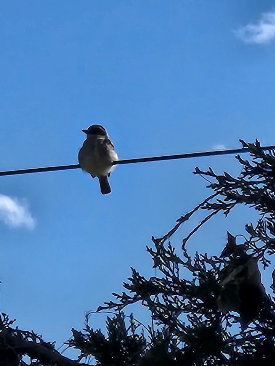 Gray Kingbird - ML645166237