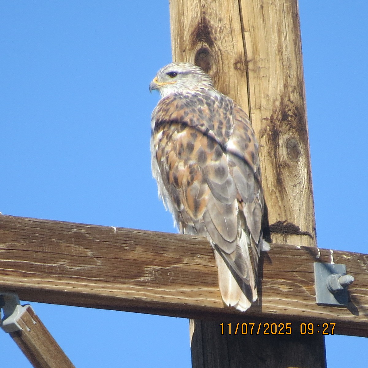 Ferruginous Hawk - ML645166248
