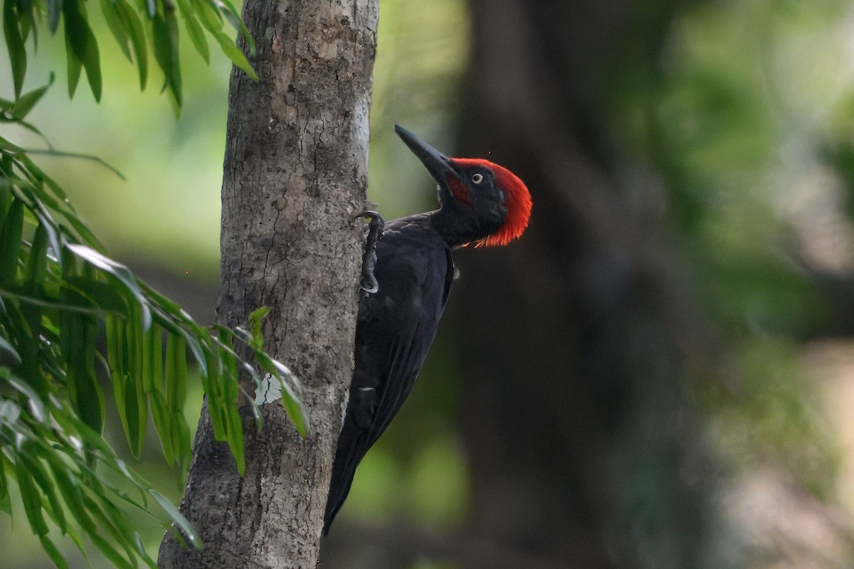 Andaman Woodpecker - ML645166251