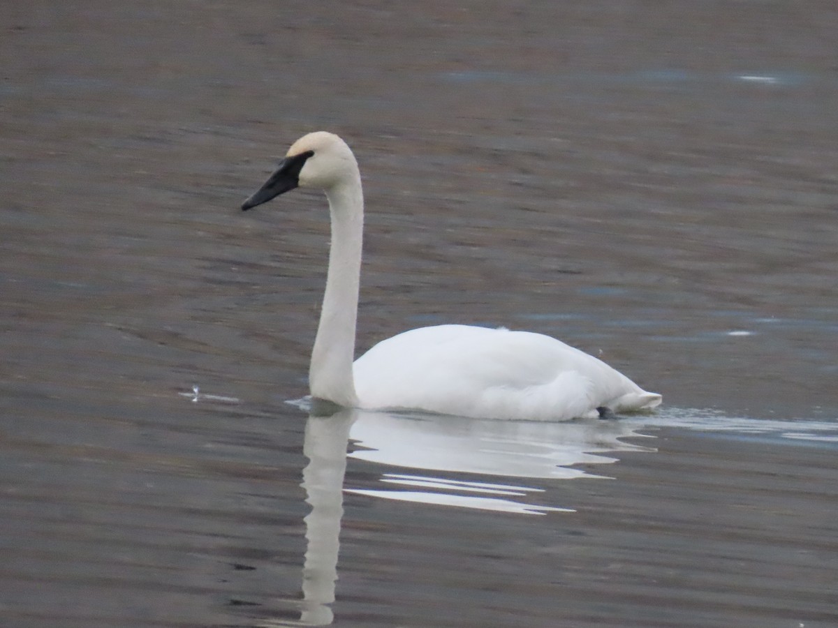 Trumpeter Swan - ML645166259