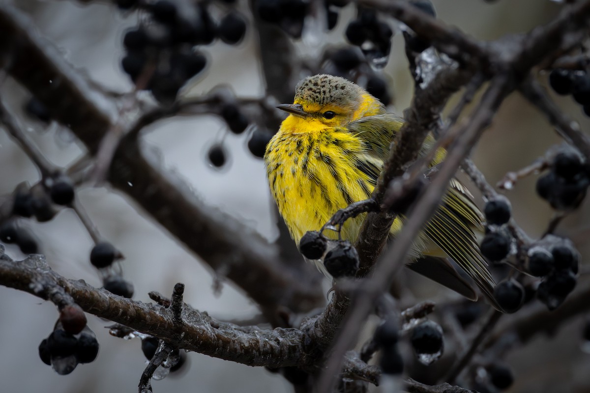 Cape May Warbler - ML645166260