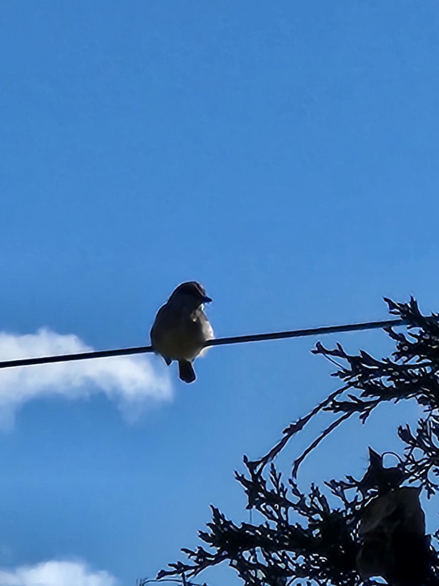 Gray Kingbird - ML645166262
