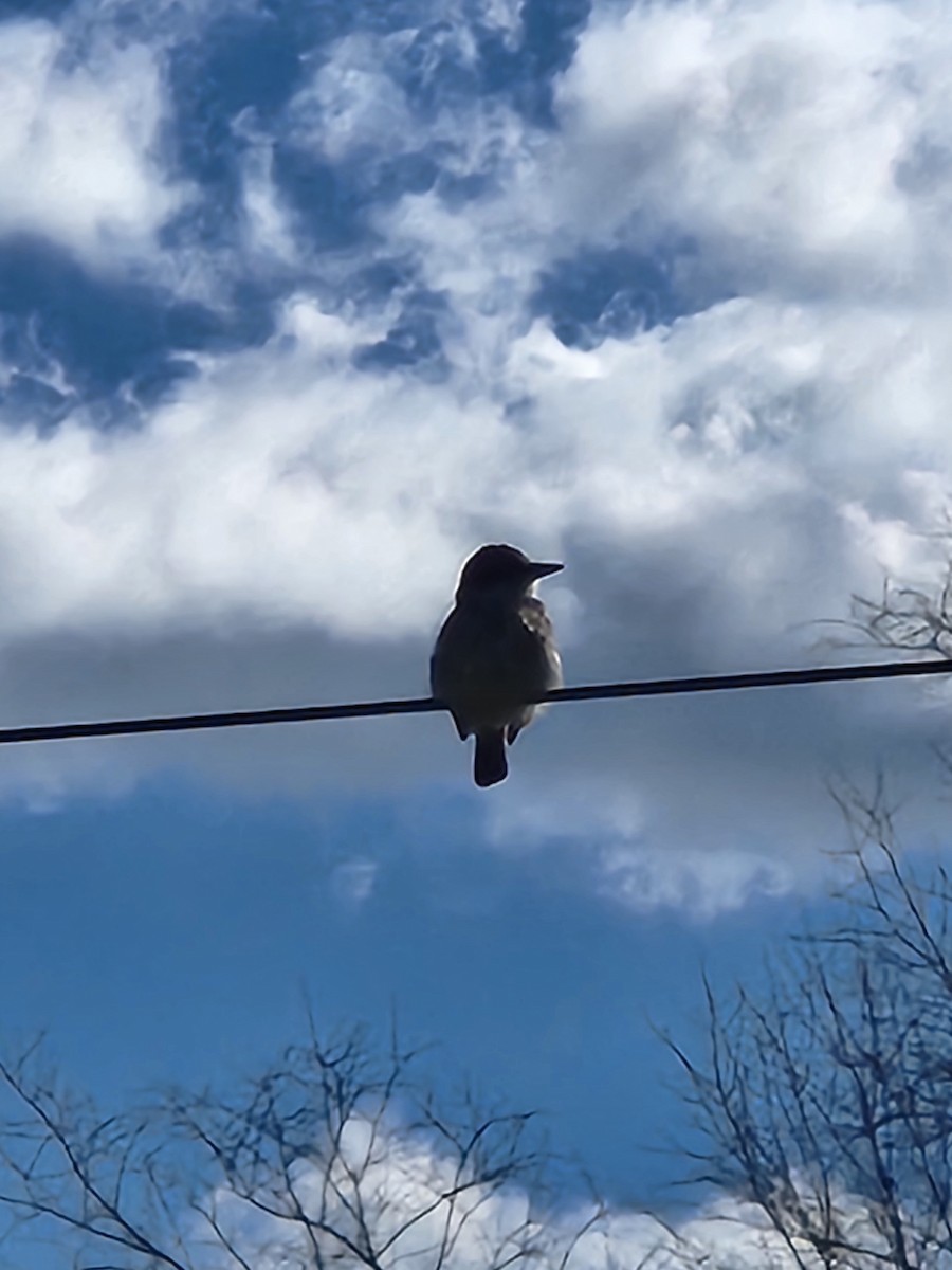 Gray Kingbird - ML645166263