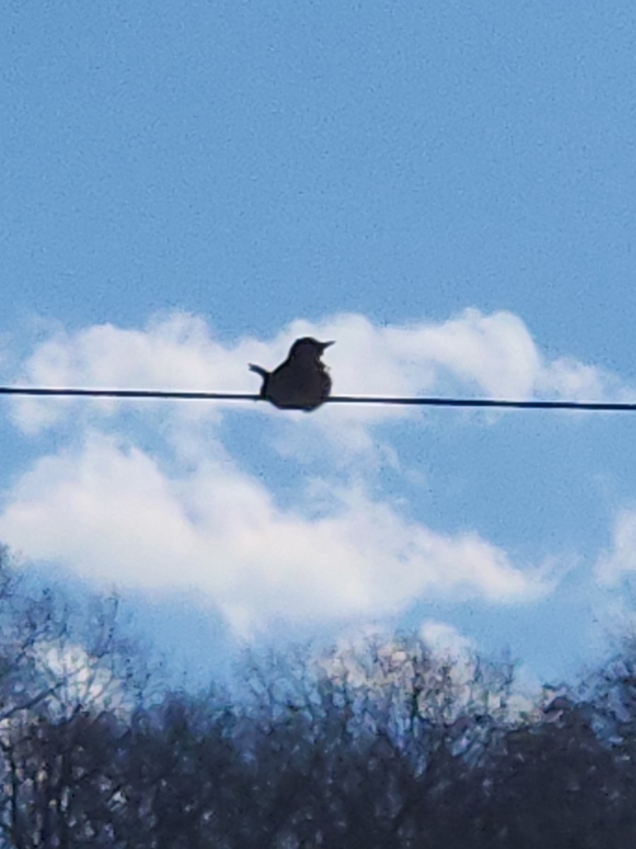 Gray Kingbird - ML645166264
