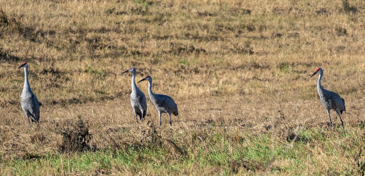 Sandhill Crane - ML645166265