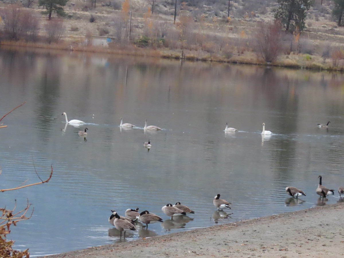 Trumpeter Swan - ML645166273