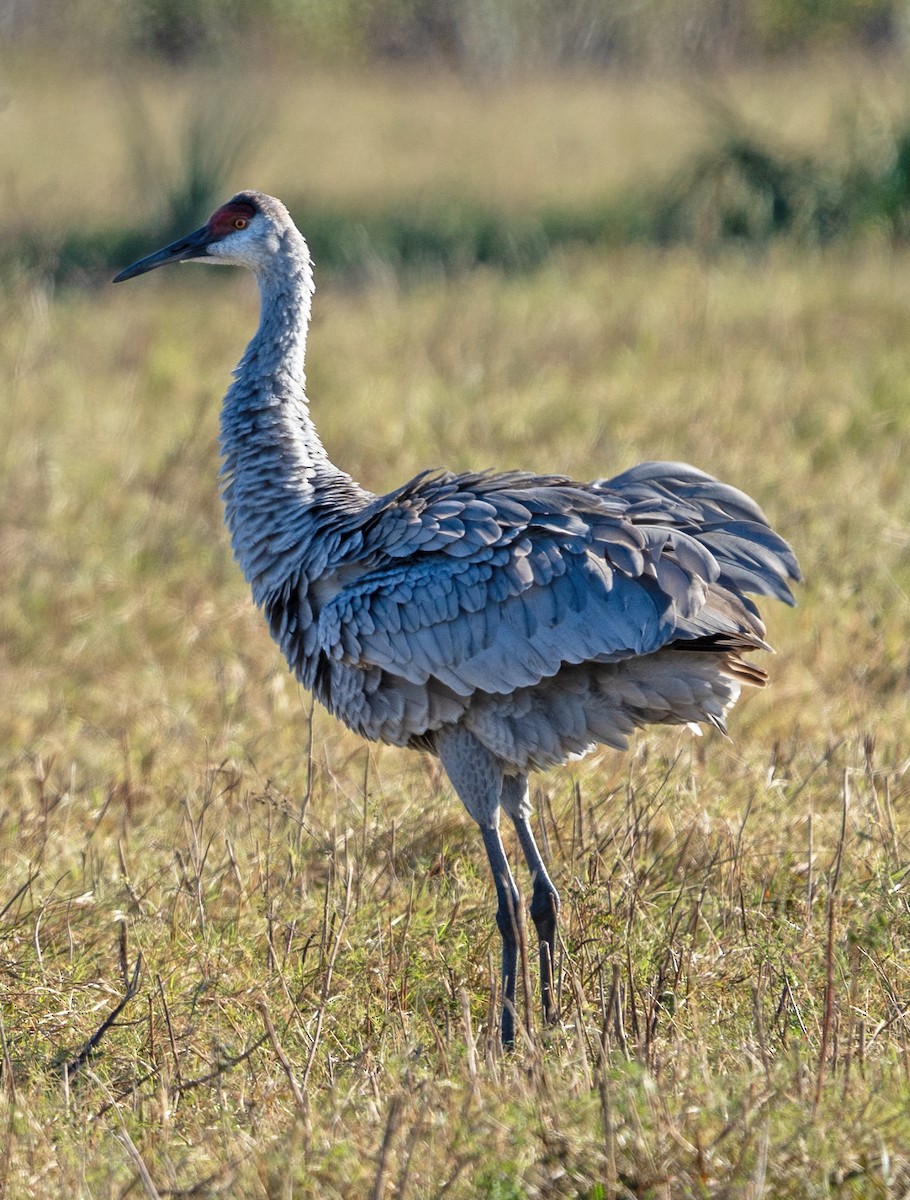 Sandhill Crane - ML645166274