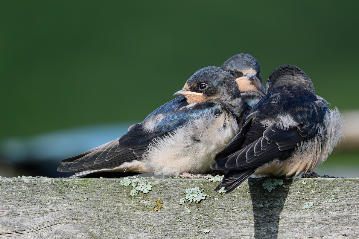 Асрын хараацай - ML645166276