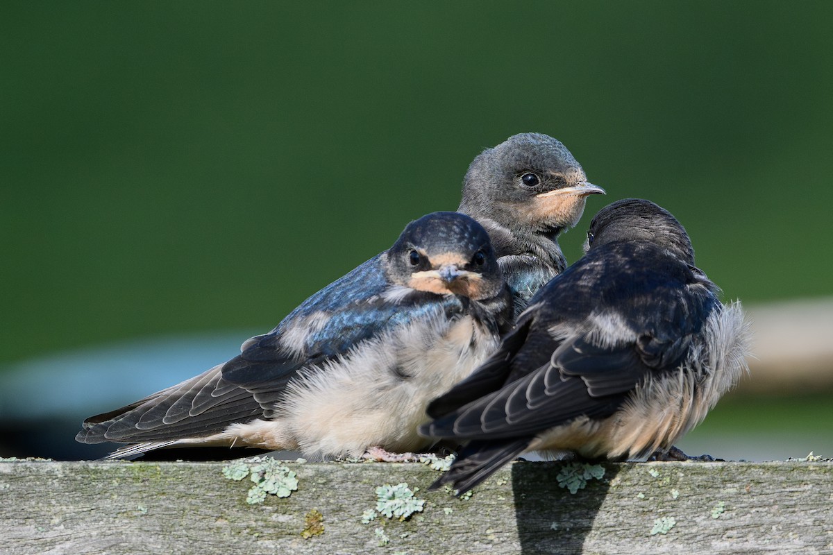 Асрын хараацай - ML645166277