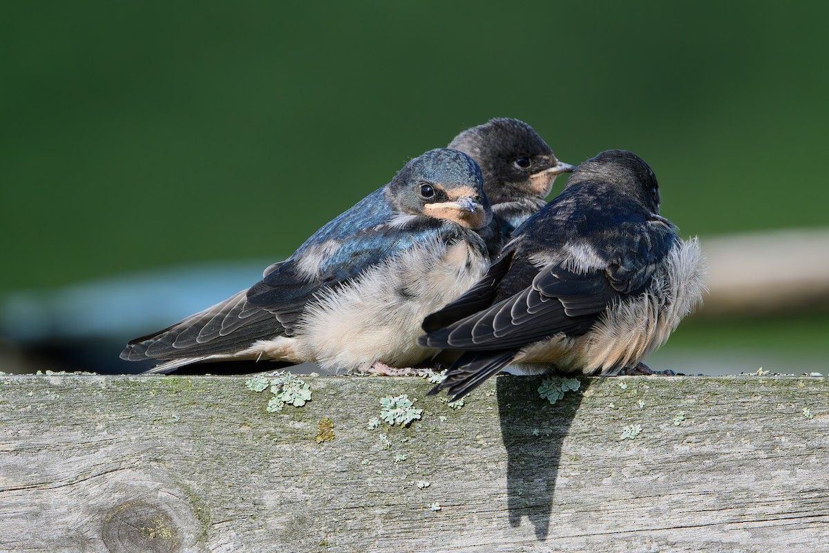 Асрын хараацай - ML645166279