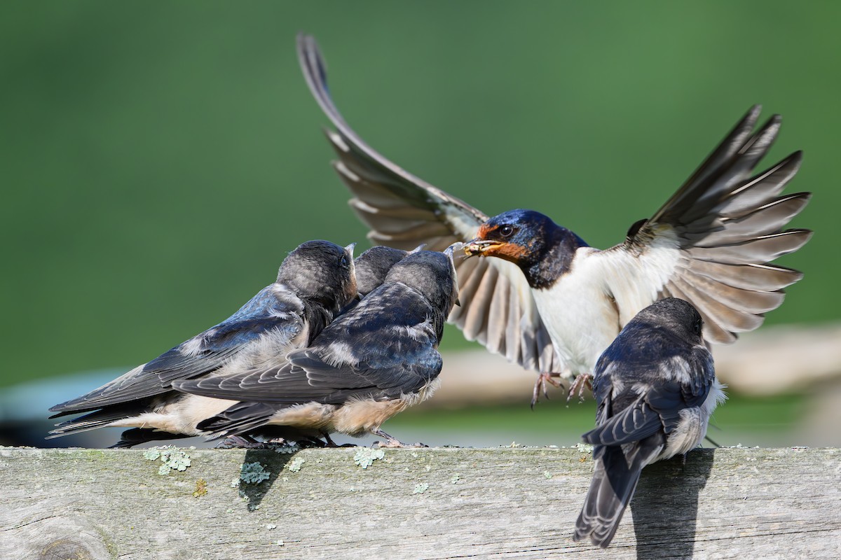 Асрын хараацай - ML645166280