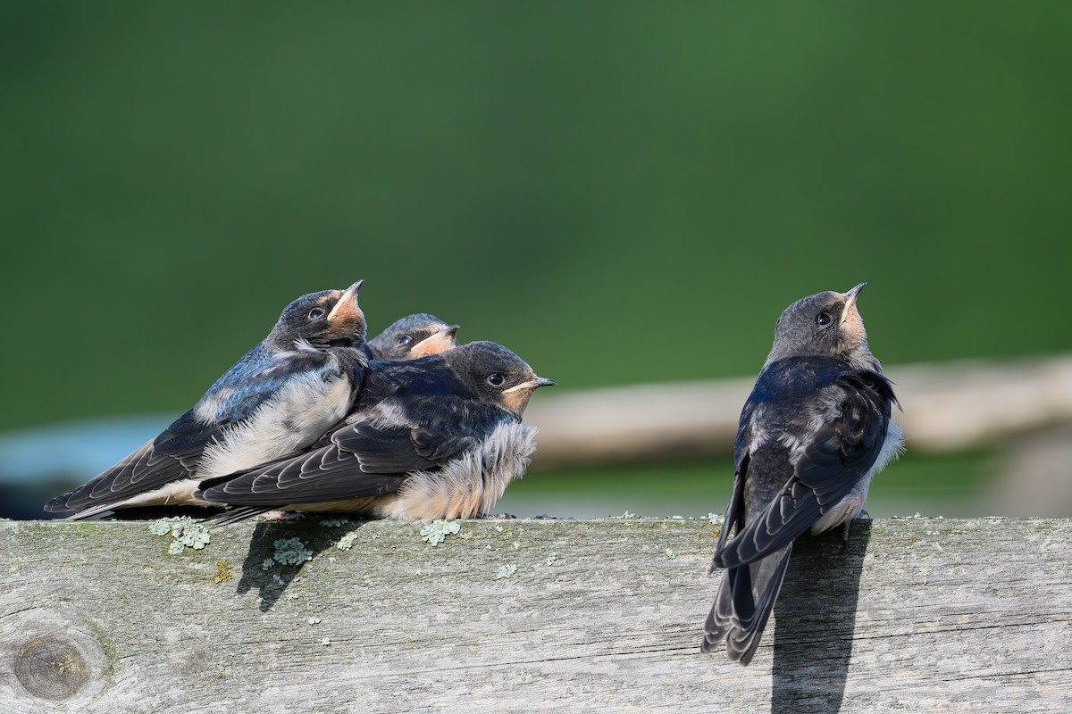 Асрын хараацай - ML645166281