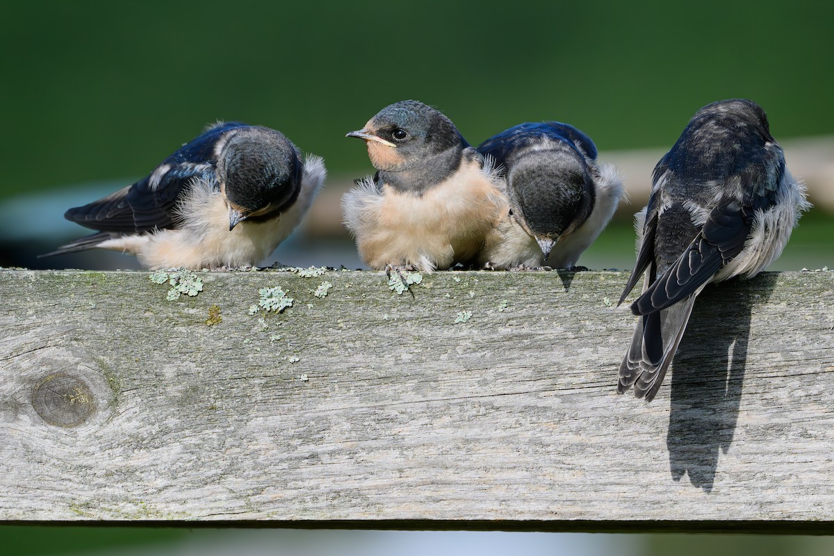 Асрын хараацай - ML645166282