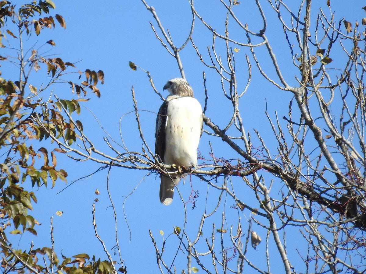 Red-tailed Hawk (Krider's) - ML645166284