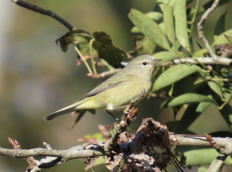 Orange-crowned Warbler - ML645166289