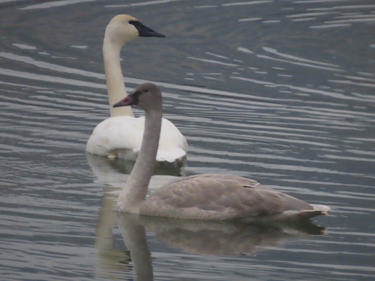Trumpeter Swan - ML645166295