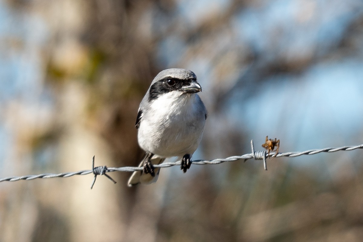 Loggerhead Shrike - ML645166309