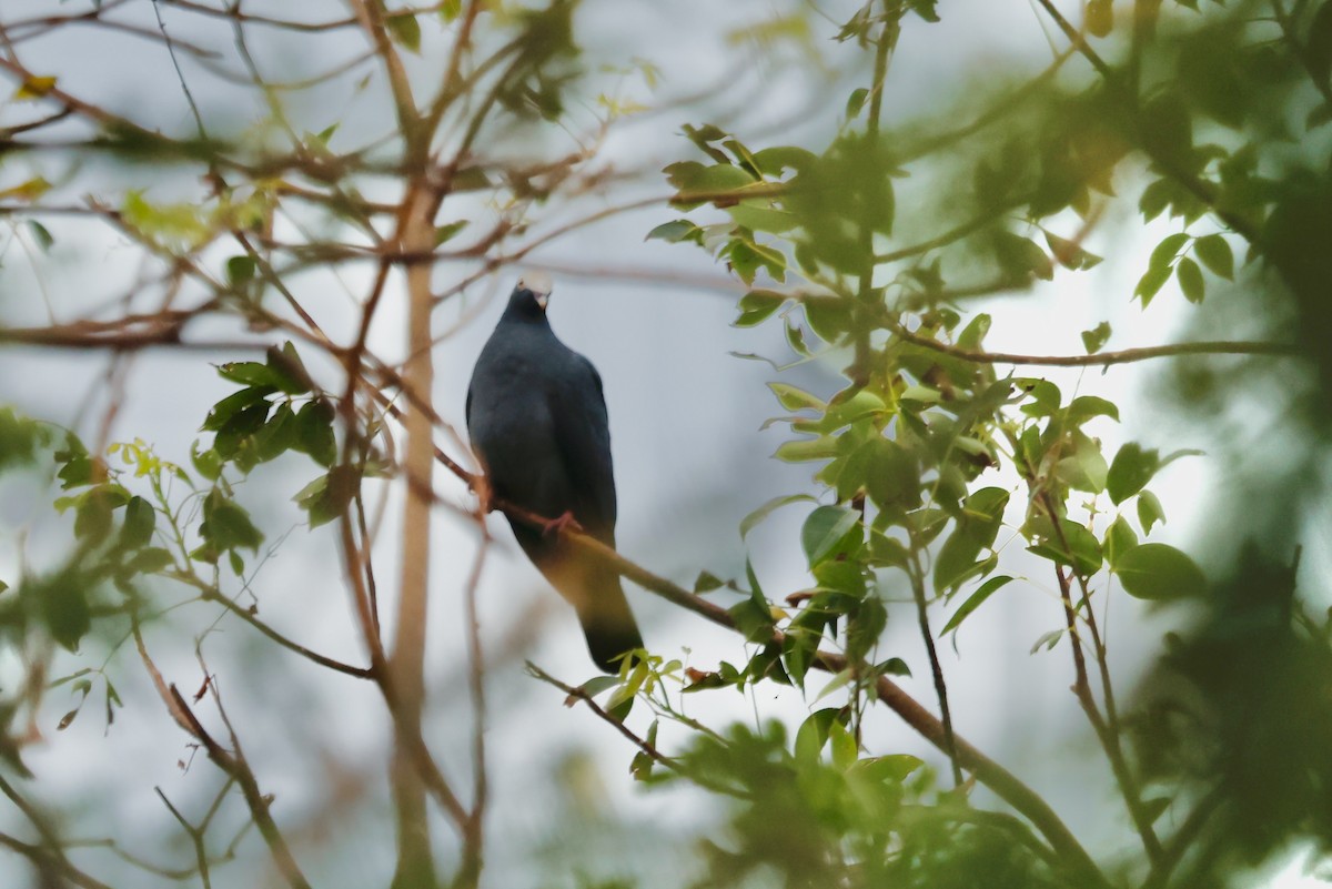 holub antilský - ML645166312