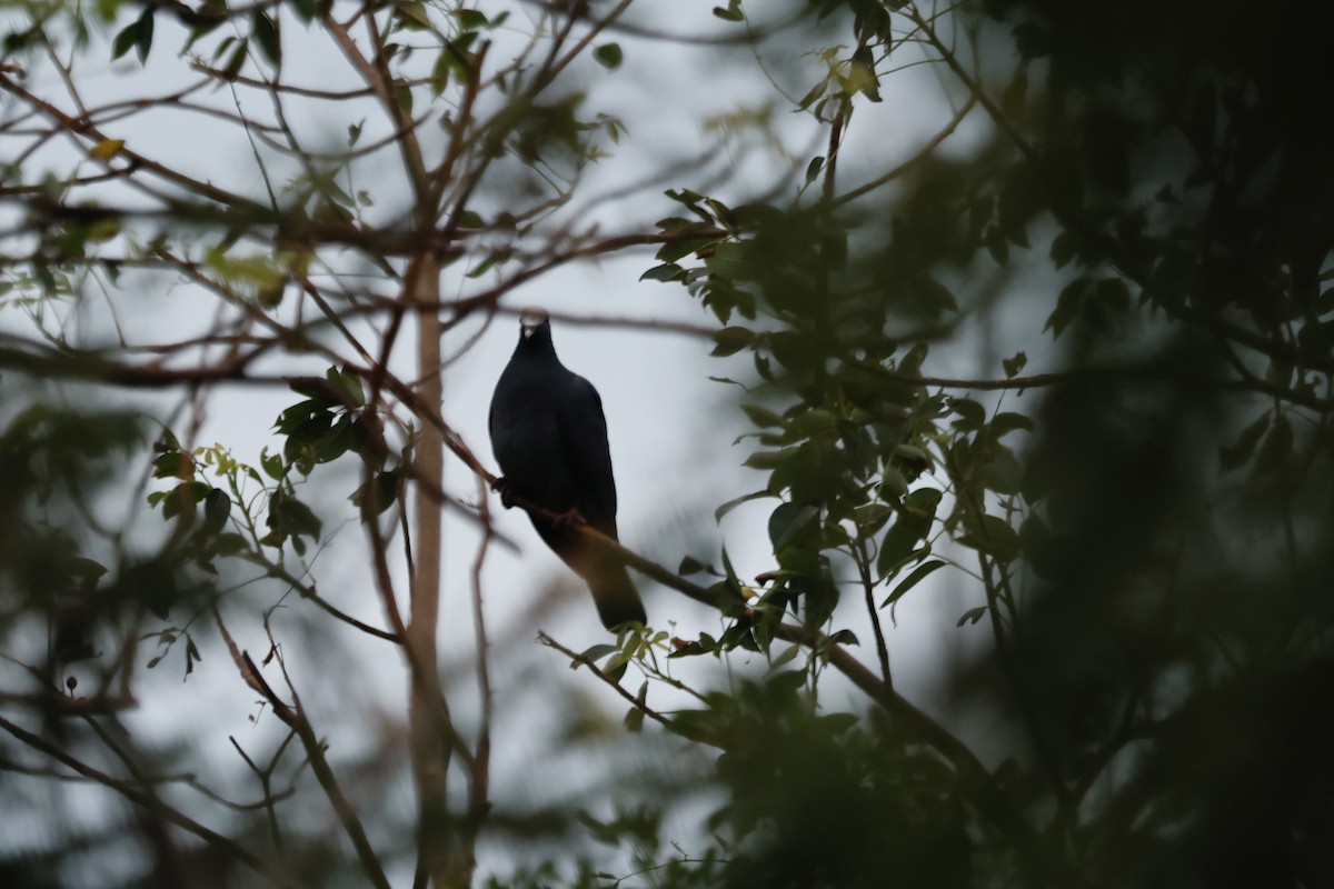 holub antilský - ML645166313