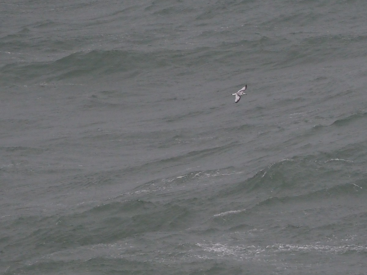 Black-legged Kittiwake - ML645166319