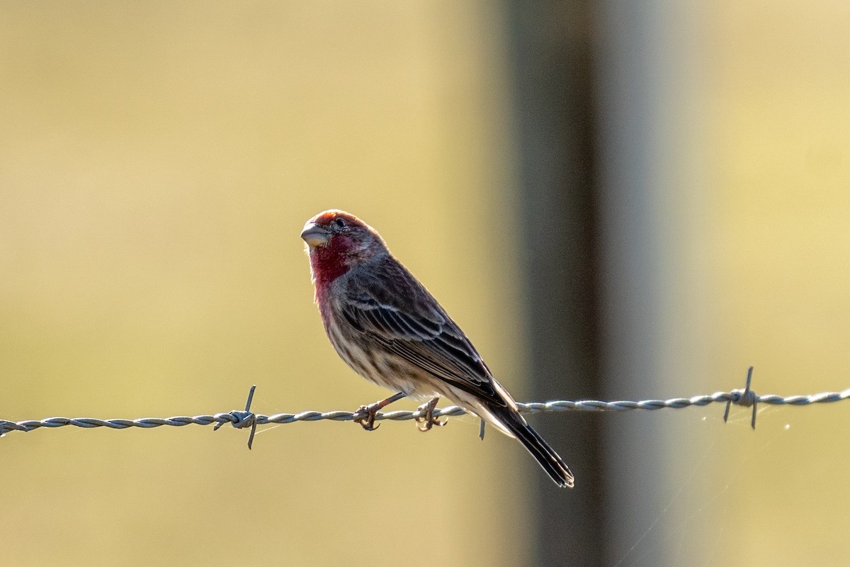 House Finch - ML645166321