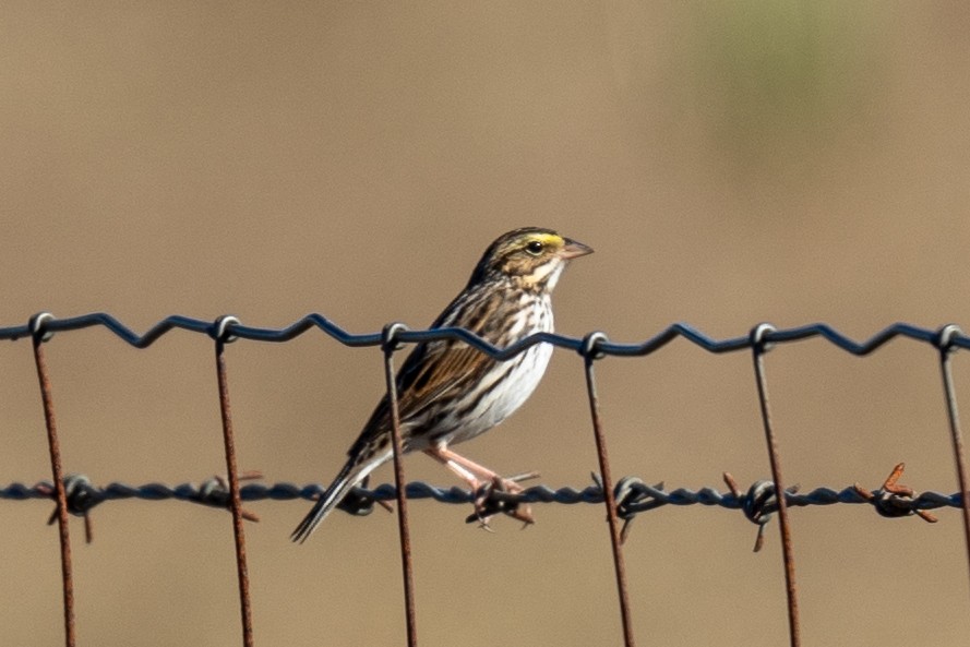 Savannah Sparrow - ML645166336