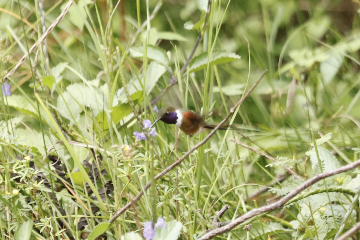 Colibri des Bahamas - ML645166348
