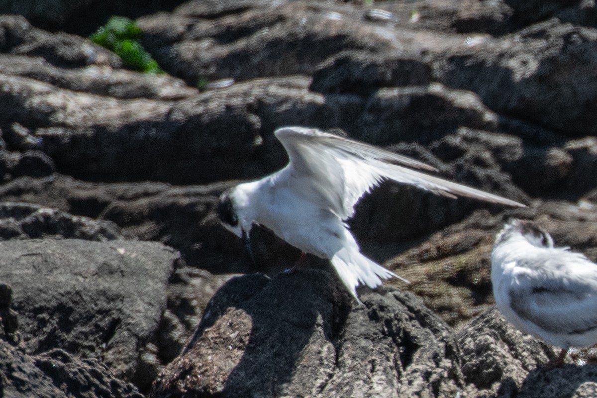 Antarctic Tern (Antarctic) - ML645166358